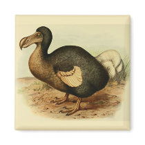 Dodo Magnet