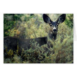 Doe Cards