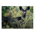Doe cards