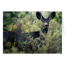 Doe cards