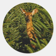 Doe in Pine Trees Stickers