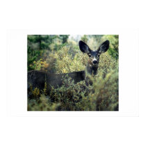 Doe posters