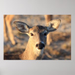 Doe Poster