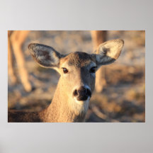 Doe Poster