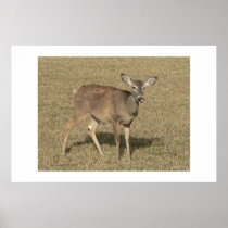 Doe. posters