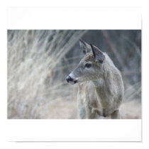 Doe Poster posters