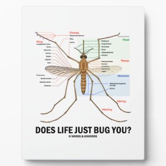 Does Life Just Bug You? (Mosquito Anatomy) Display Plaque