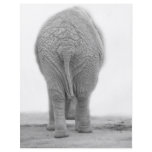 Does my bum look big flyers