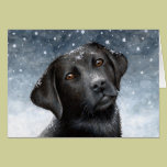 Dog 100 Greeting Card cards