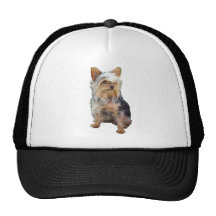 Dog 4 A,  Hat