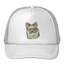 Dog 4, B, Yorkshire Terrier, Hat