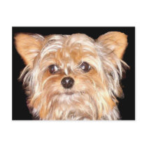 Dog 4, Postcard
