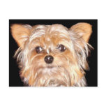 Dog 4, Postcard