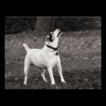 Dog Agog photography