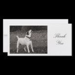 Dog Agog - Thank You photo cards