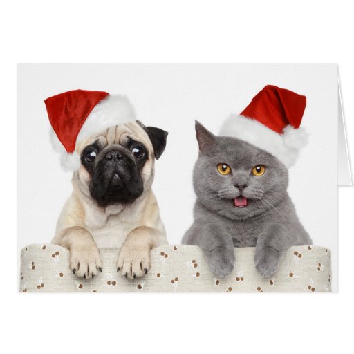 Dog And Cat In Red Christmas Hat Card Zazzle