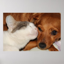 Dog and Cat love posters