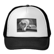 Dog and Guinea Pig Hat