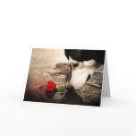 Dog and Red Rose Gift Card cards