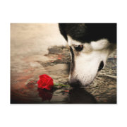 Dog and Red Rose Photography Postcard postcard
