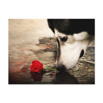 red rose photographs