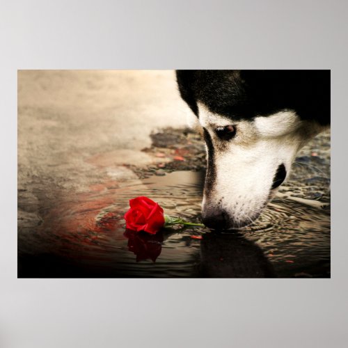 Dog and Red Rose Poster print