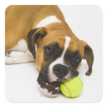 Dog biting tennis ball stickers