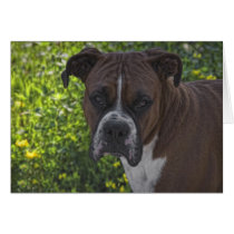 dog boxer cards by Digitalwonder dog boxer cards