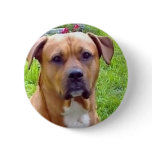 DOG BUTTON