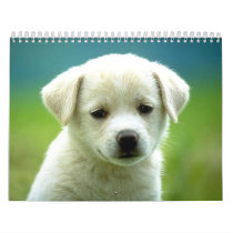 Dog calander calendars