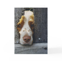 dog card photograph by Ihearwithmyeyes dog card photograph