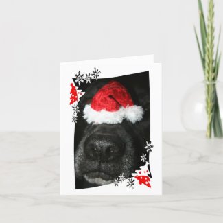 Dog Christmas hat on nose, black lab mix canine