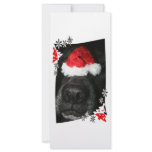 Dog Christmas hat on nose, black lab mix canine Full Color Rack Card