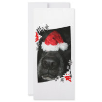 Dog Christmas hat on nose, black lab mix canine Full Color Rack Card
