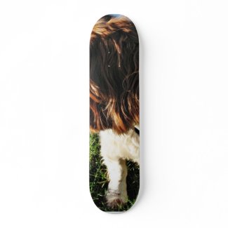 Dog Cocker Spaniel Sitting skateboard
