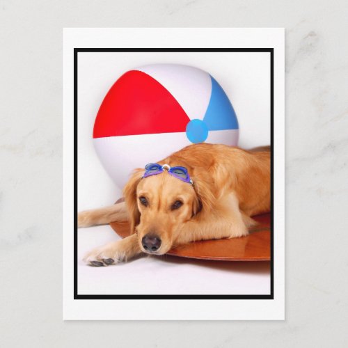 Dog Days of Summer Golden Retriever postcard