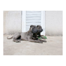 Dog  Days of Summer.... posters