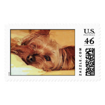 dog daze postage