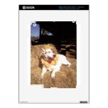 dog, dogs, fun, funny, Luna Says, Halloween, humor Skin For iPad 3
