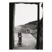 Dog Door cards by loraxg4 Dog Door cards