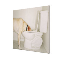 Dog drinking out of toilet gallery wrap canvas