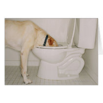 Dog drinking out of toilet greeting cards