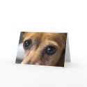 Dog Eyes cards
