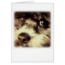 Dog Eyes Card