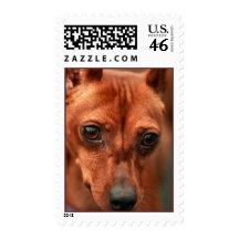 Dog Eyes Stamp, Vertical