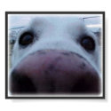 Dog Face posters