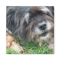 Dog Gnawing on Bone Magnet by Zewkeykatz Dog Gnawing on Bone Magnet