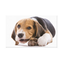Dog Gnaws Bone  Stretched Canvas Print