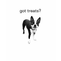 dog got treats? shirt by doggypups dog got treats? shirt