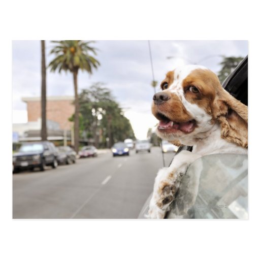 Dog hanging head out of car window postcard Zazzle